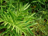 Klettenlabkraut